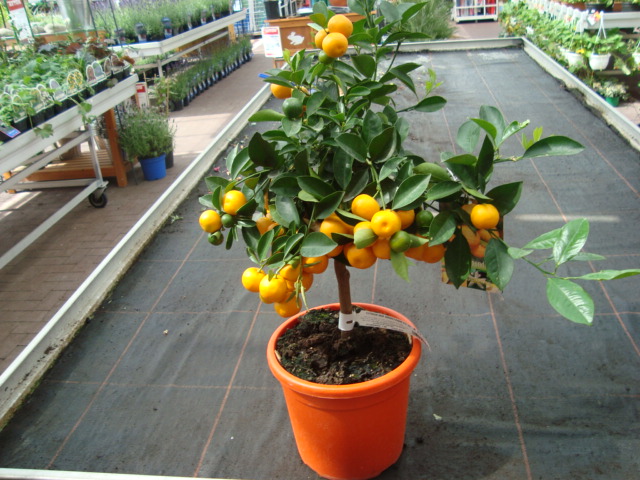 Arancio