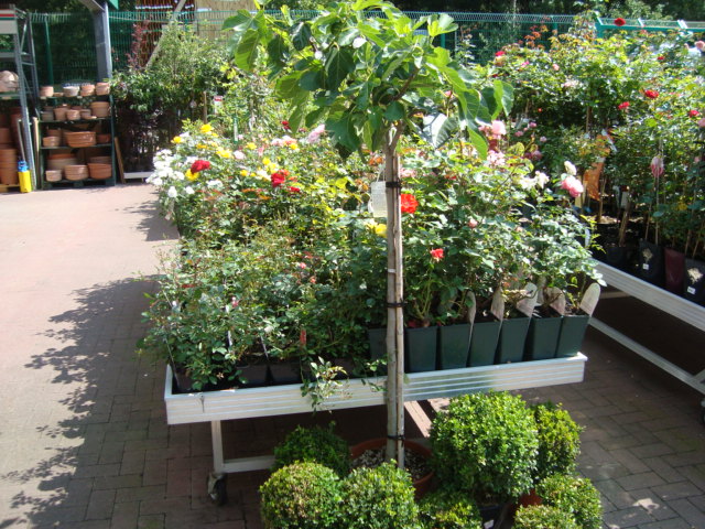 Feigenbaum